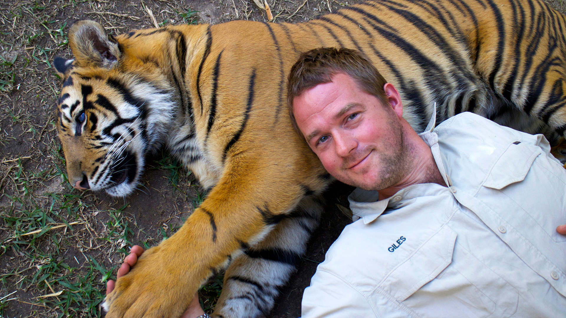 Backdrop for Tigers About the House