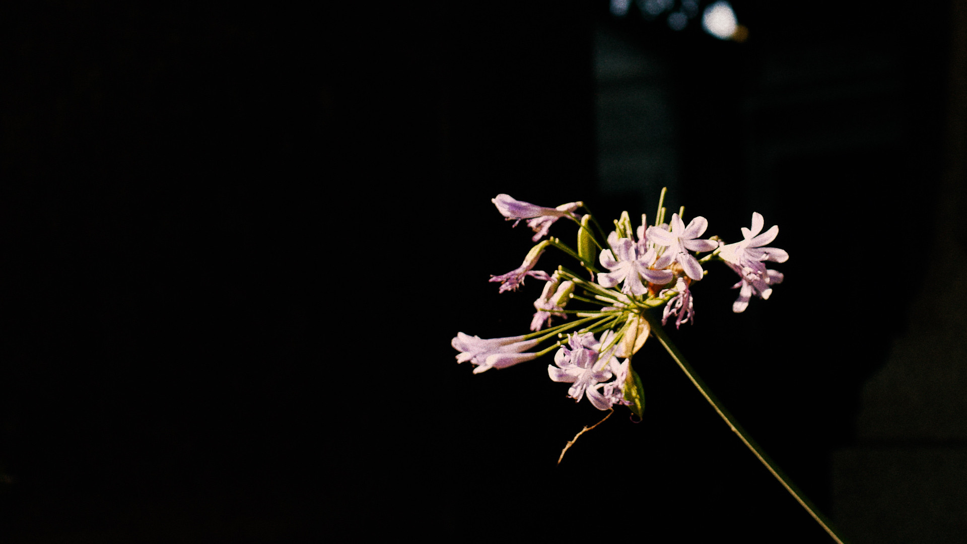 Backdrop for Foraging Love