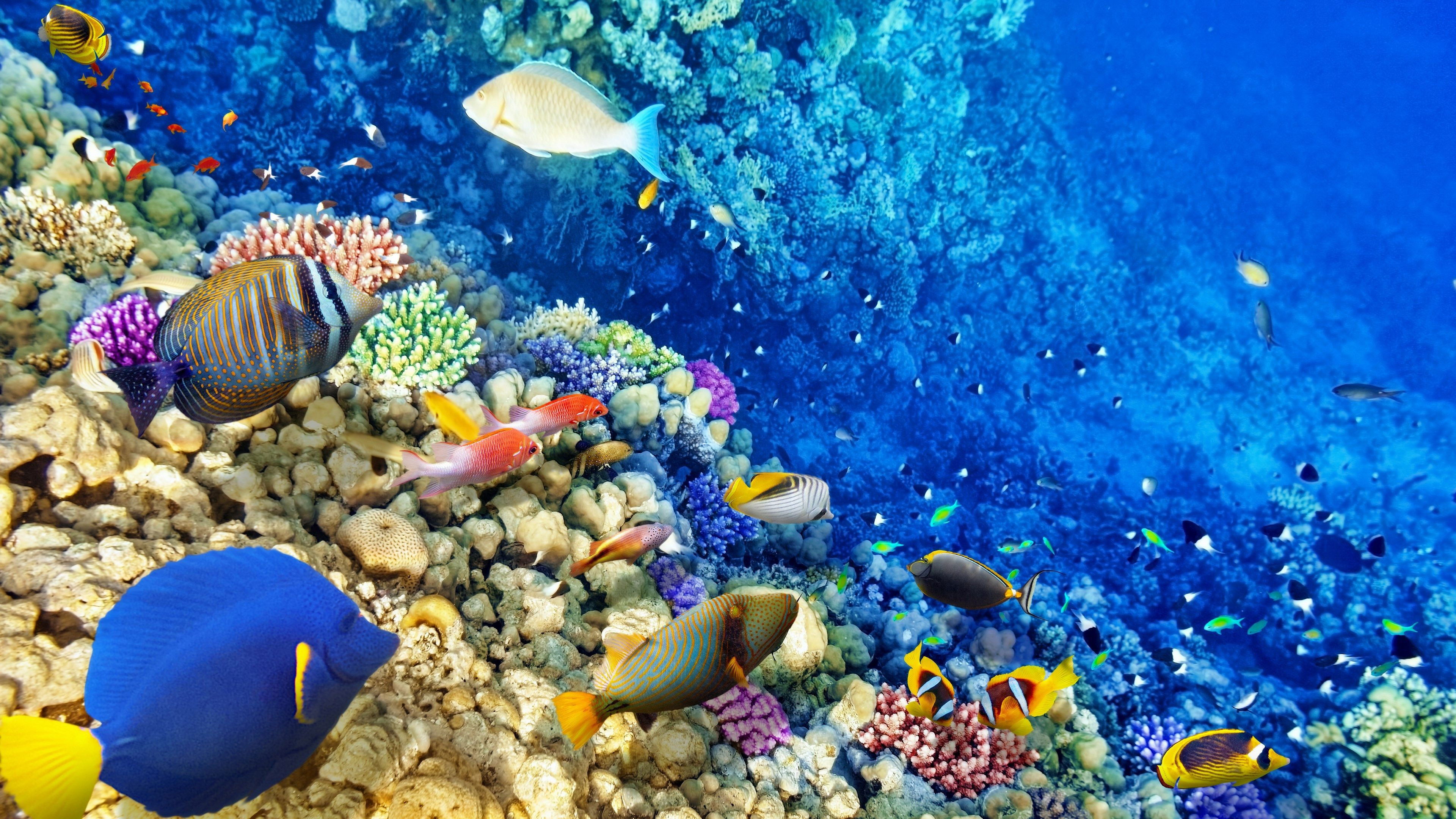 Backdrop for Secrets of the Great Barrier Reef
