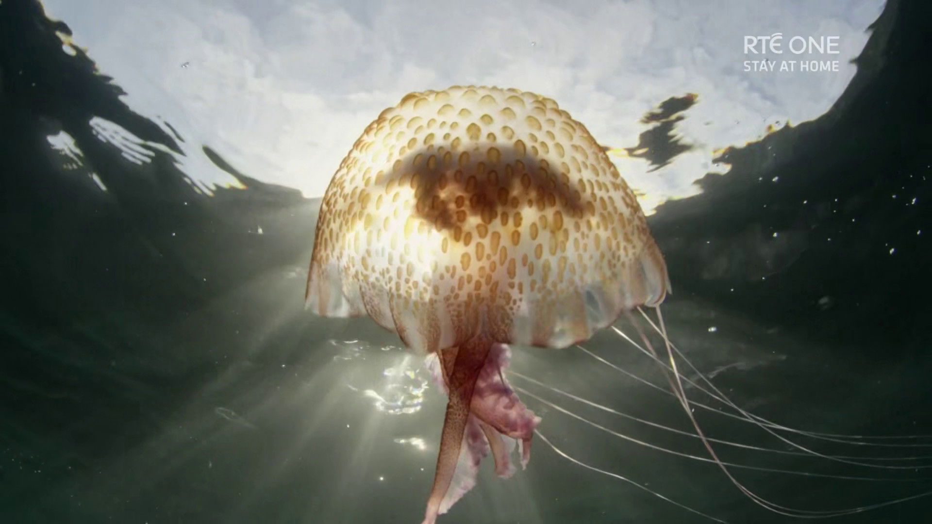 Backdrop for Ireland's Deep Atlantic