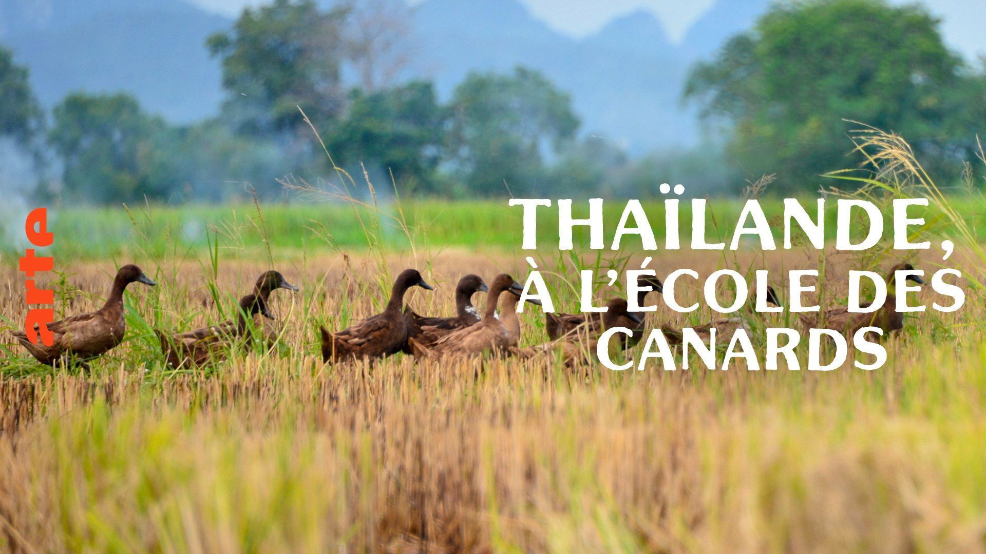 Backdrop for Thaïlande, à l'école des canards