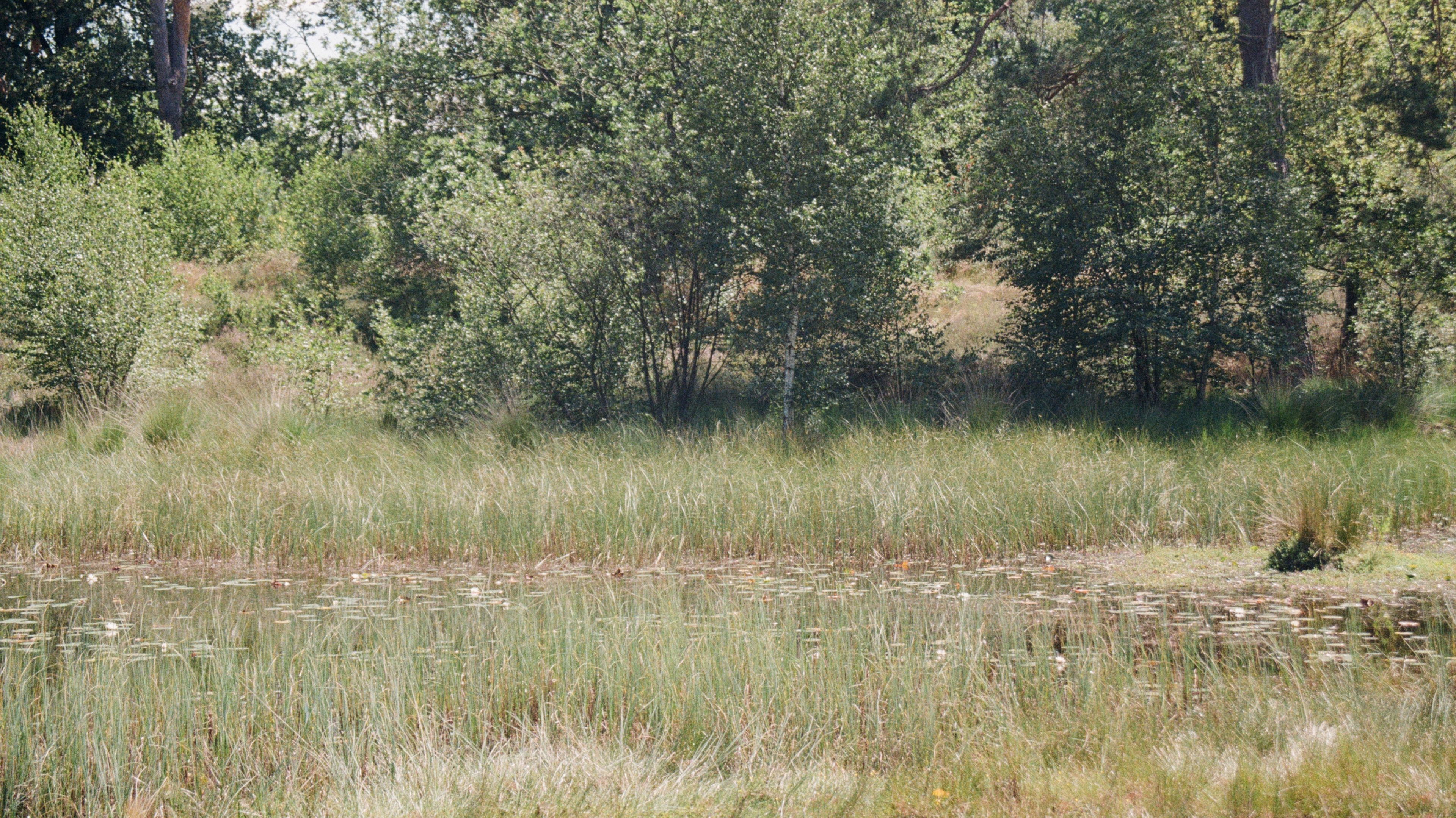 Backdrop for En Plein Air