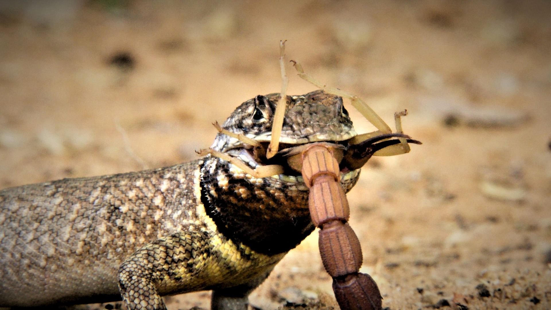 Backdrop for Tierische Kämpfe