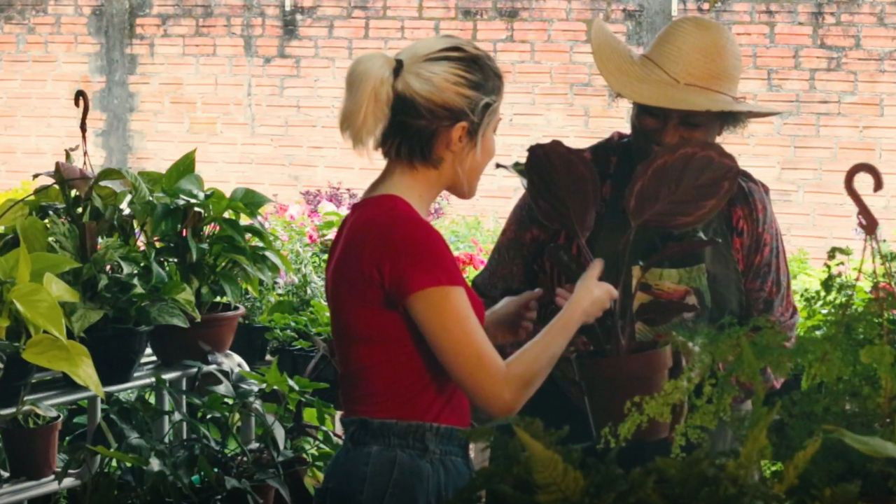 Backdrop for Intercorrência