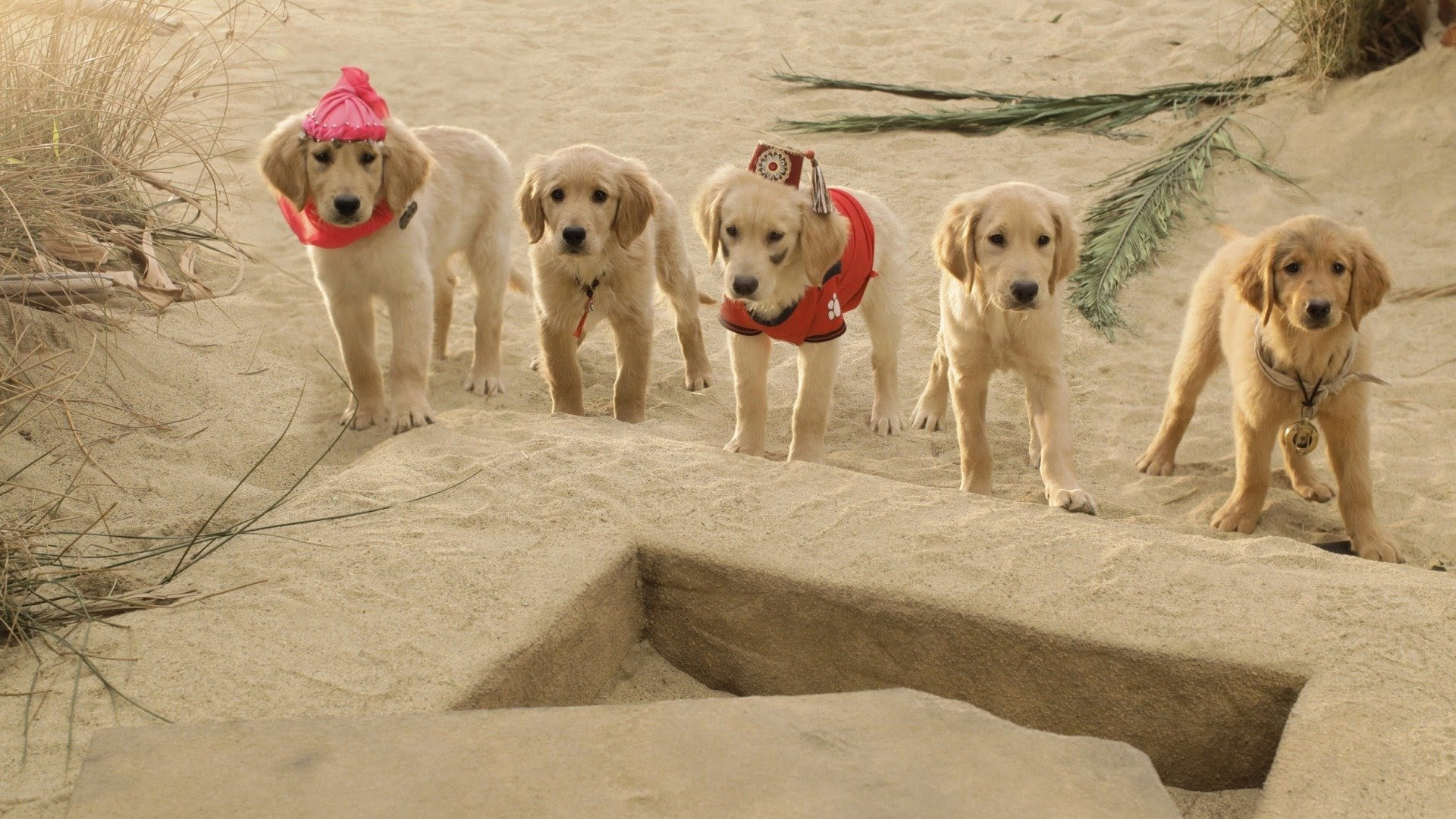 Backdrop for Treasure Buddies