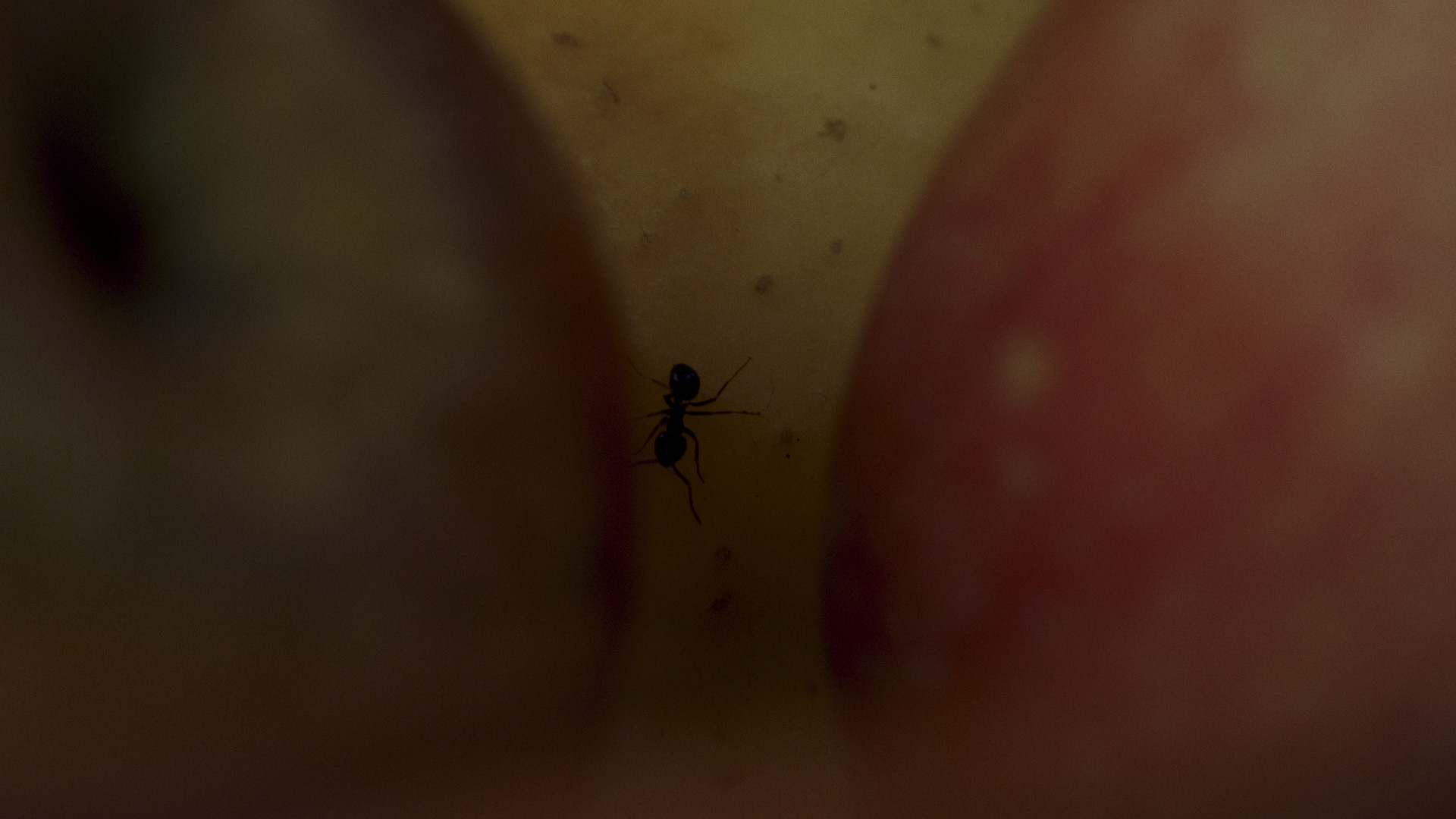 Backdrop for Estaba dormida