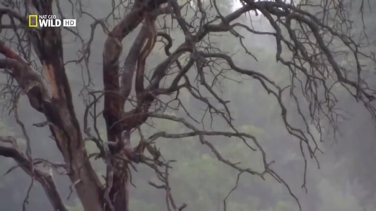 Backdrop for Lion Brotherhood