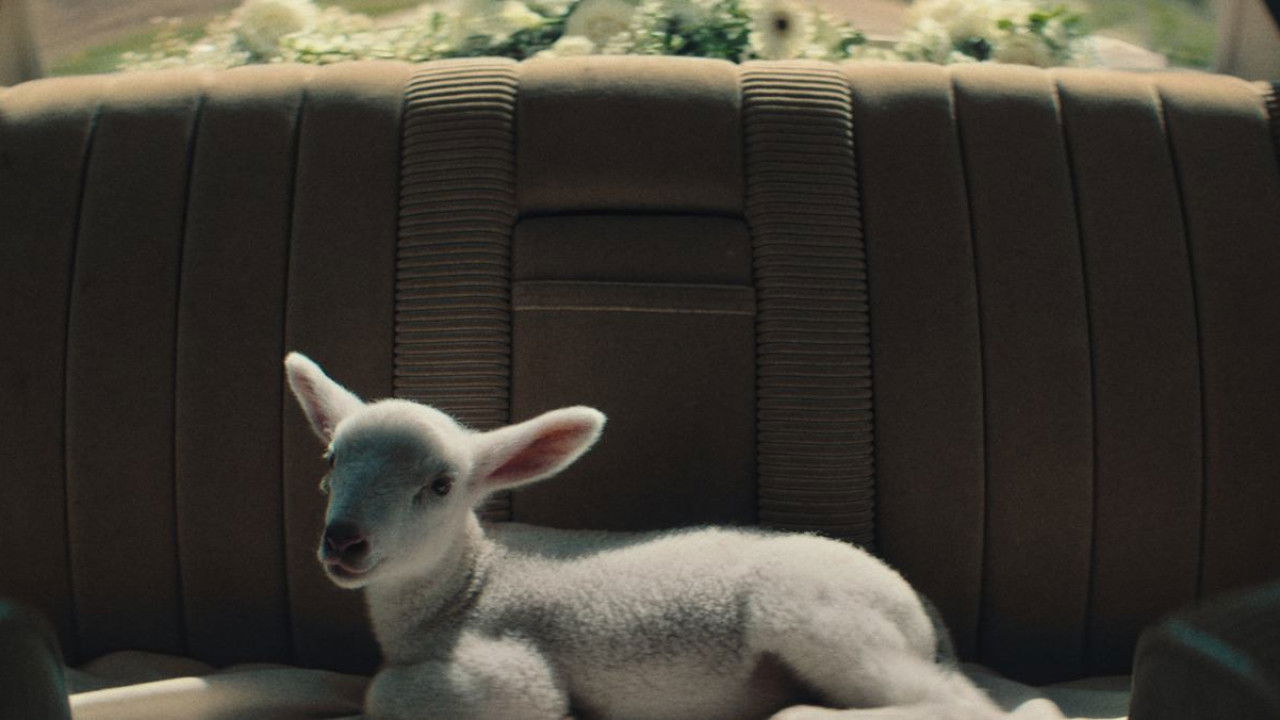 Backdrop for Stray Sheep