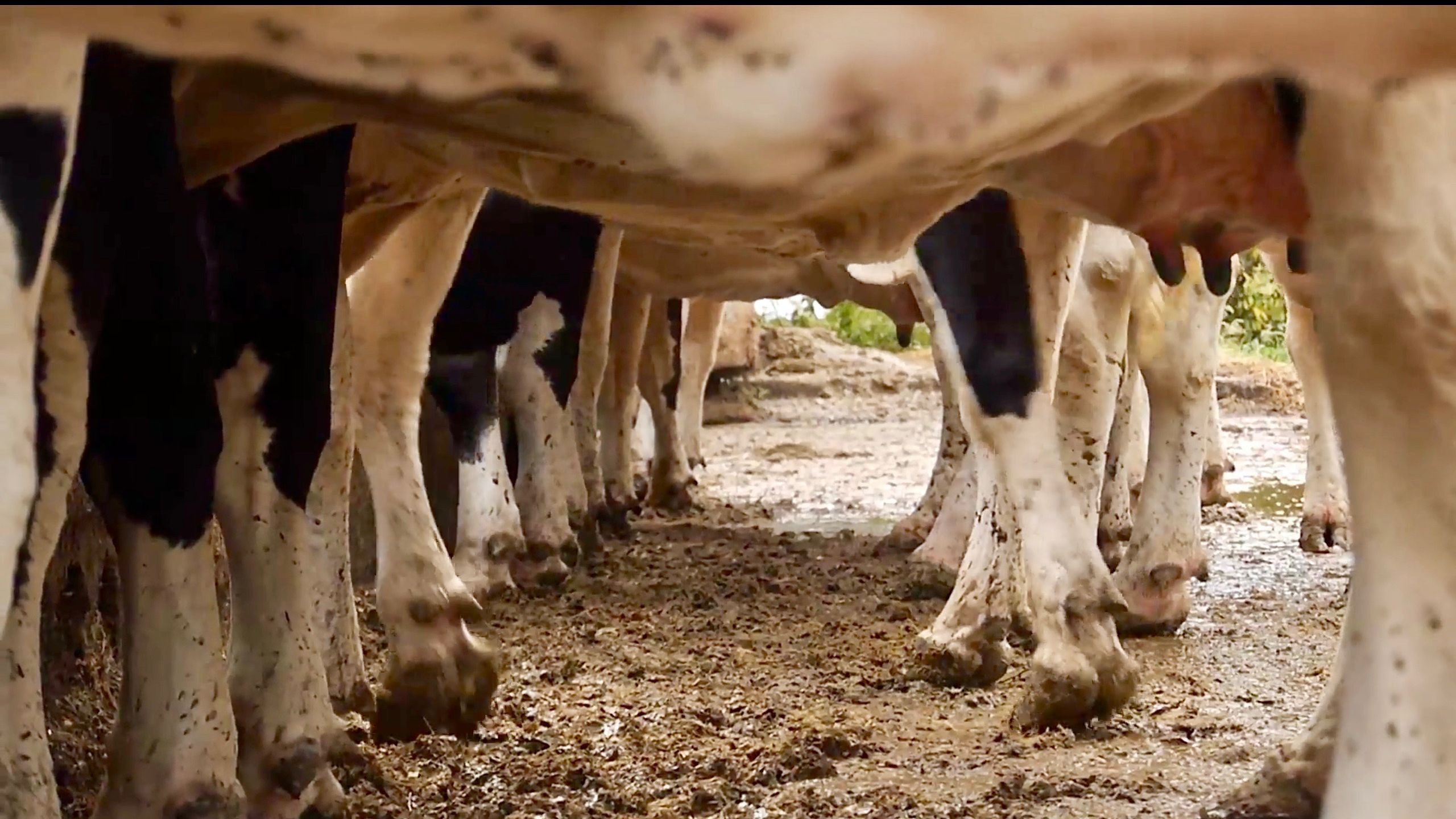 Backdrop for Cows With No Name
