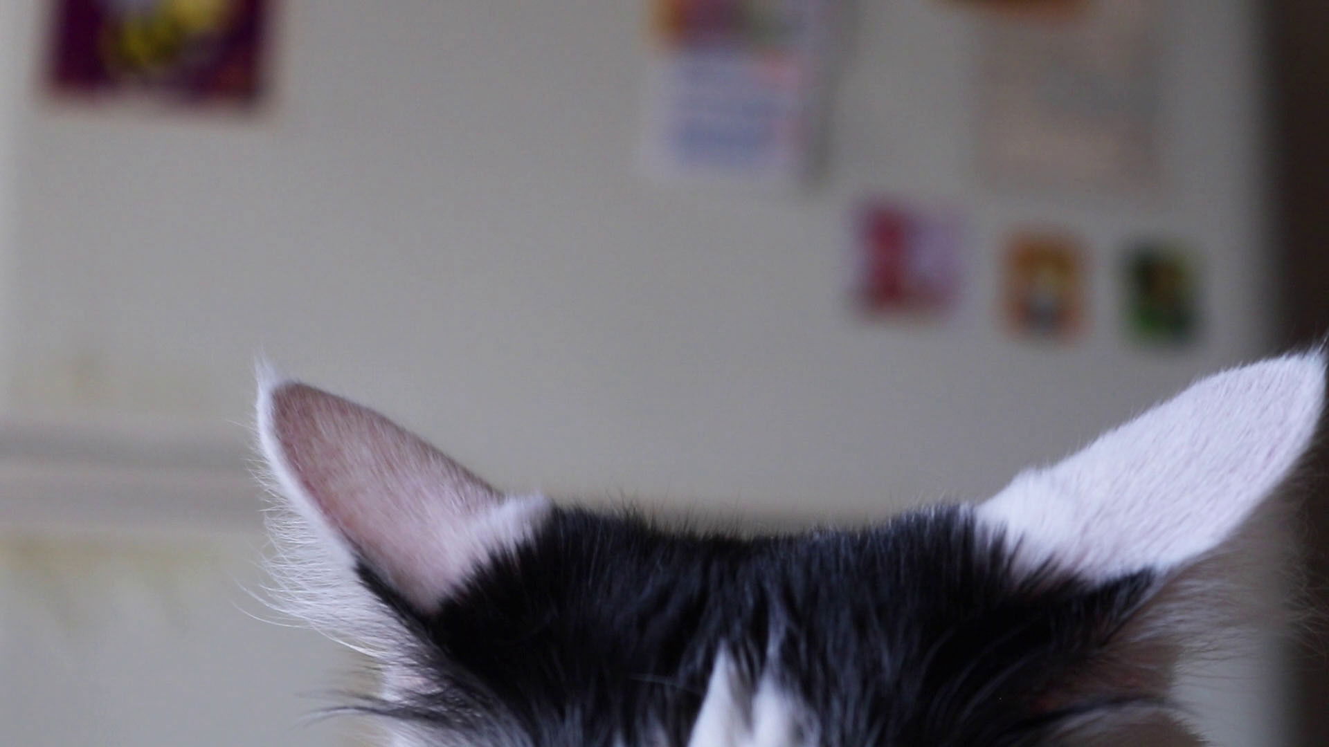 Backdrop for Celina y Chichi