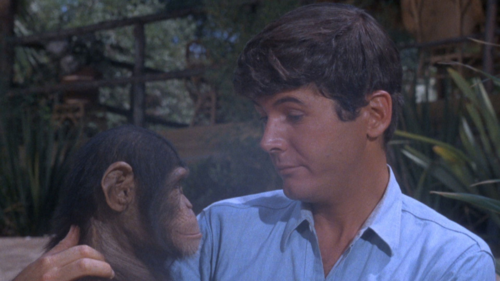 Backdrop for Daktari