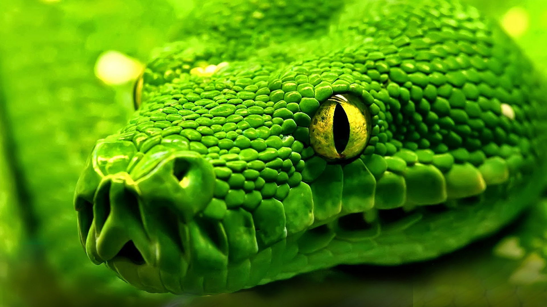 Backdrop for Snakes - Vorsicht: Schlangen