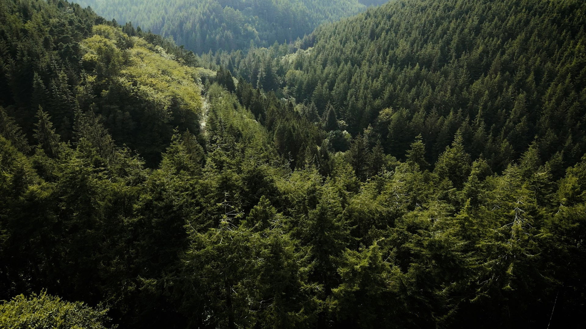 Backdrop for Dorians