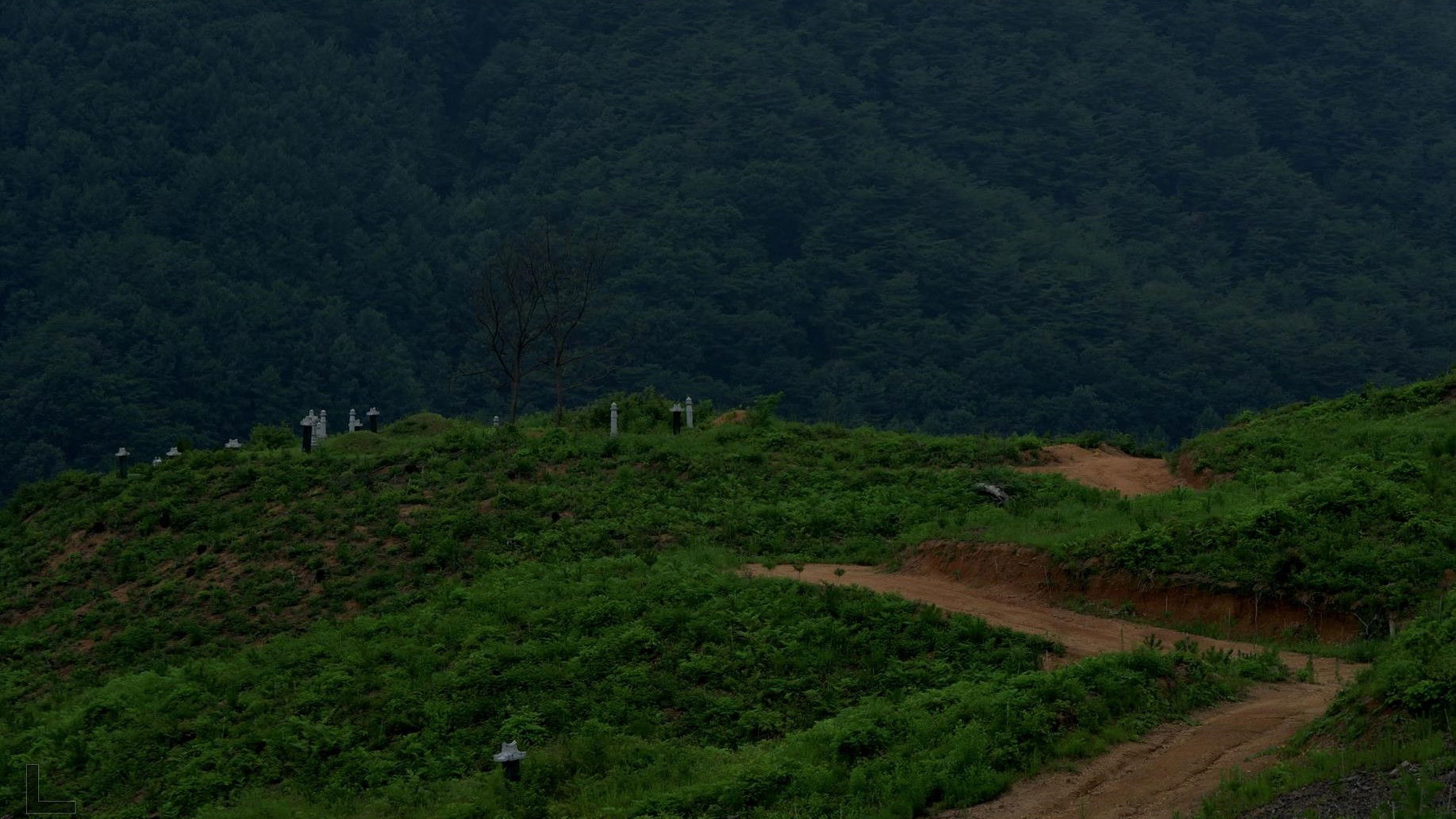 Backdrop for Last Summer