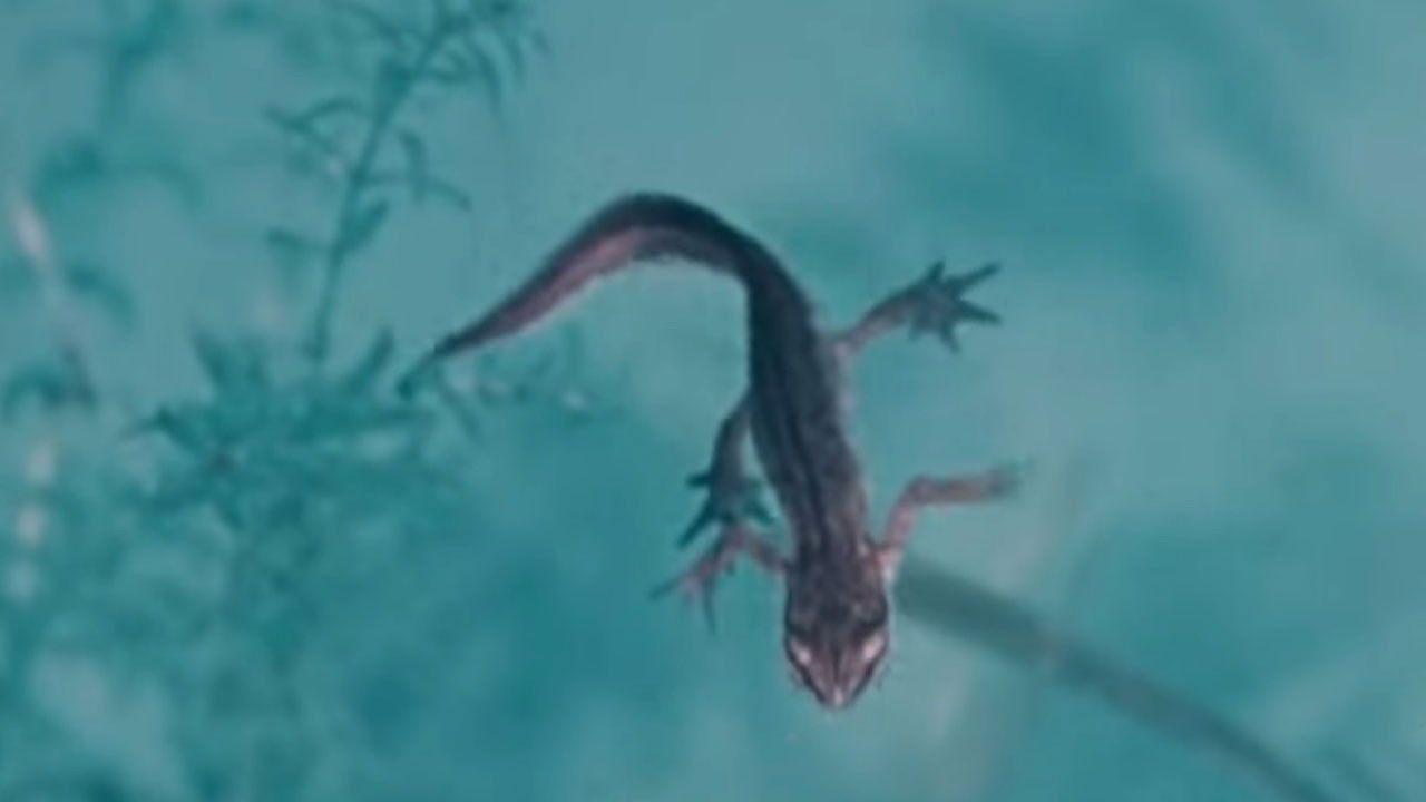 Backdrop for Life and Death in A Pond