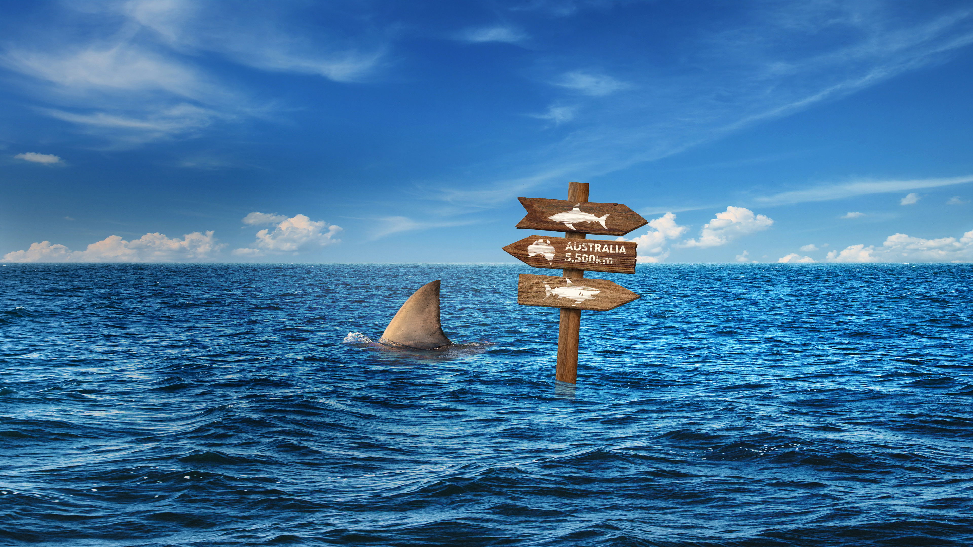 Backdrop for Super Shark Highway