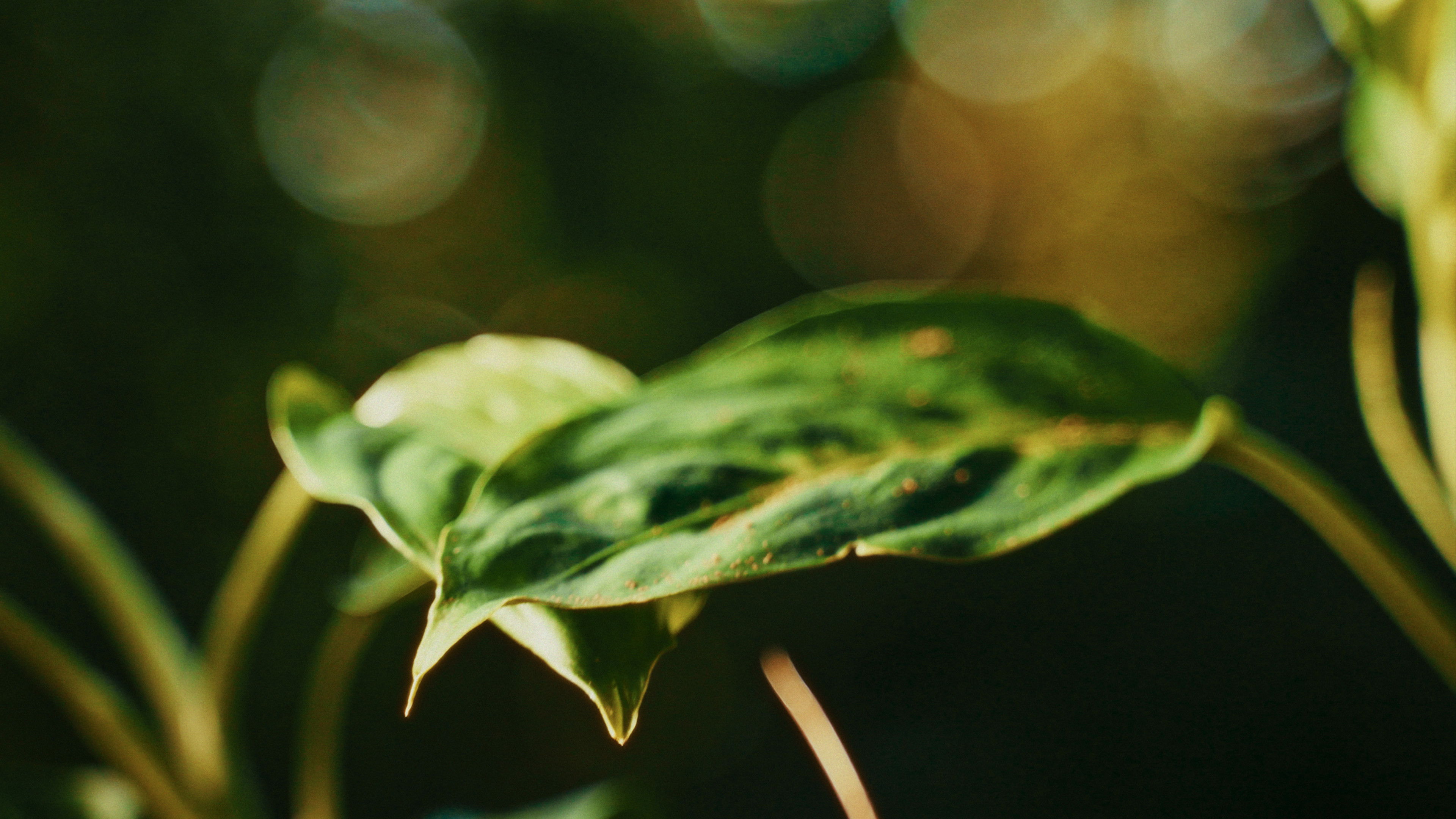 Backdrop for Her Yard
