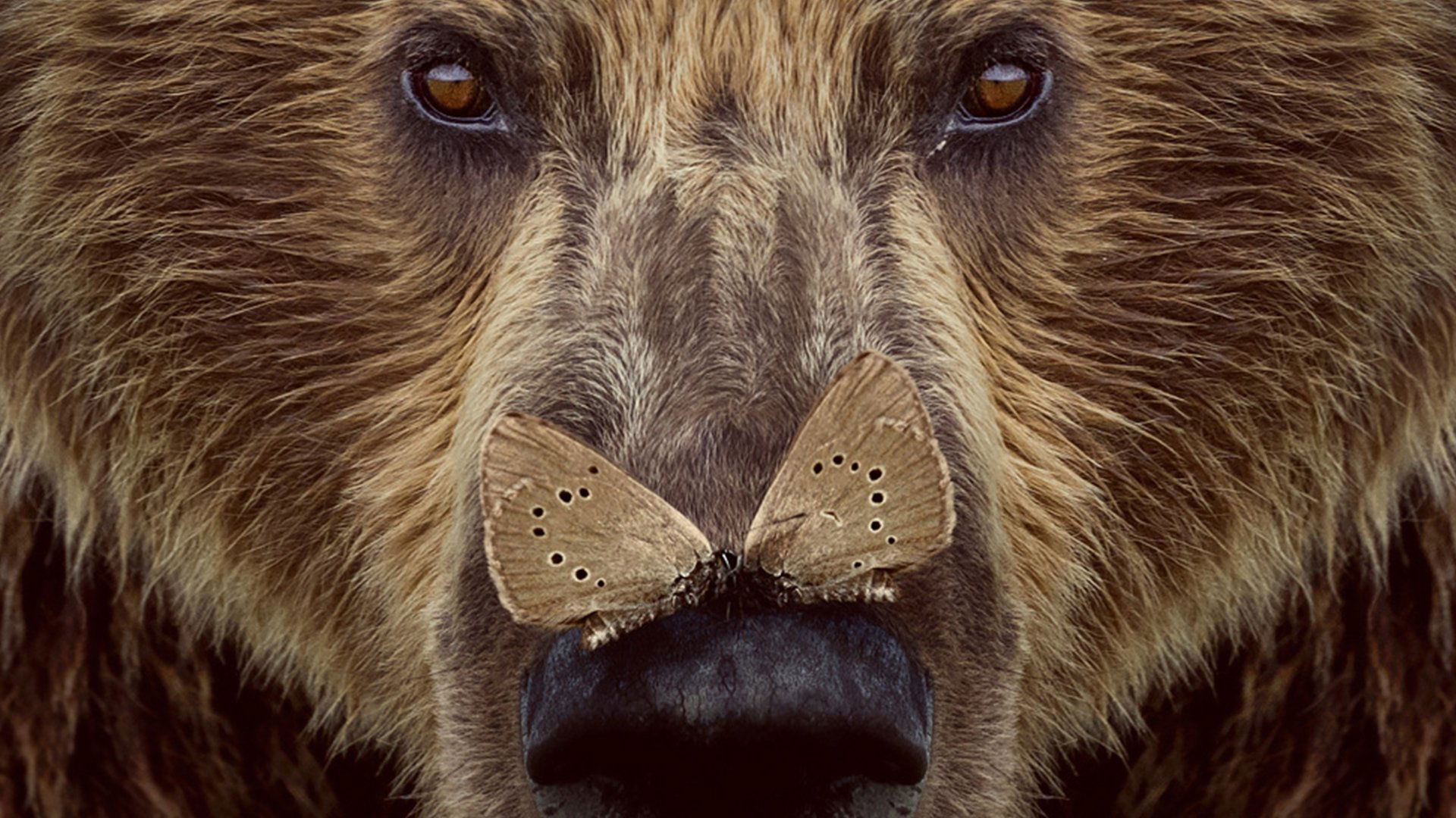 Backdrop for Cantábrico