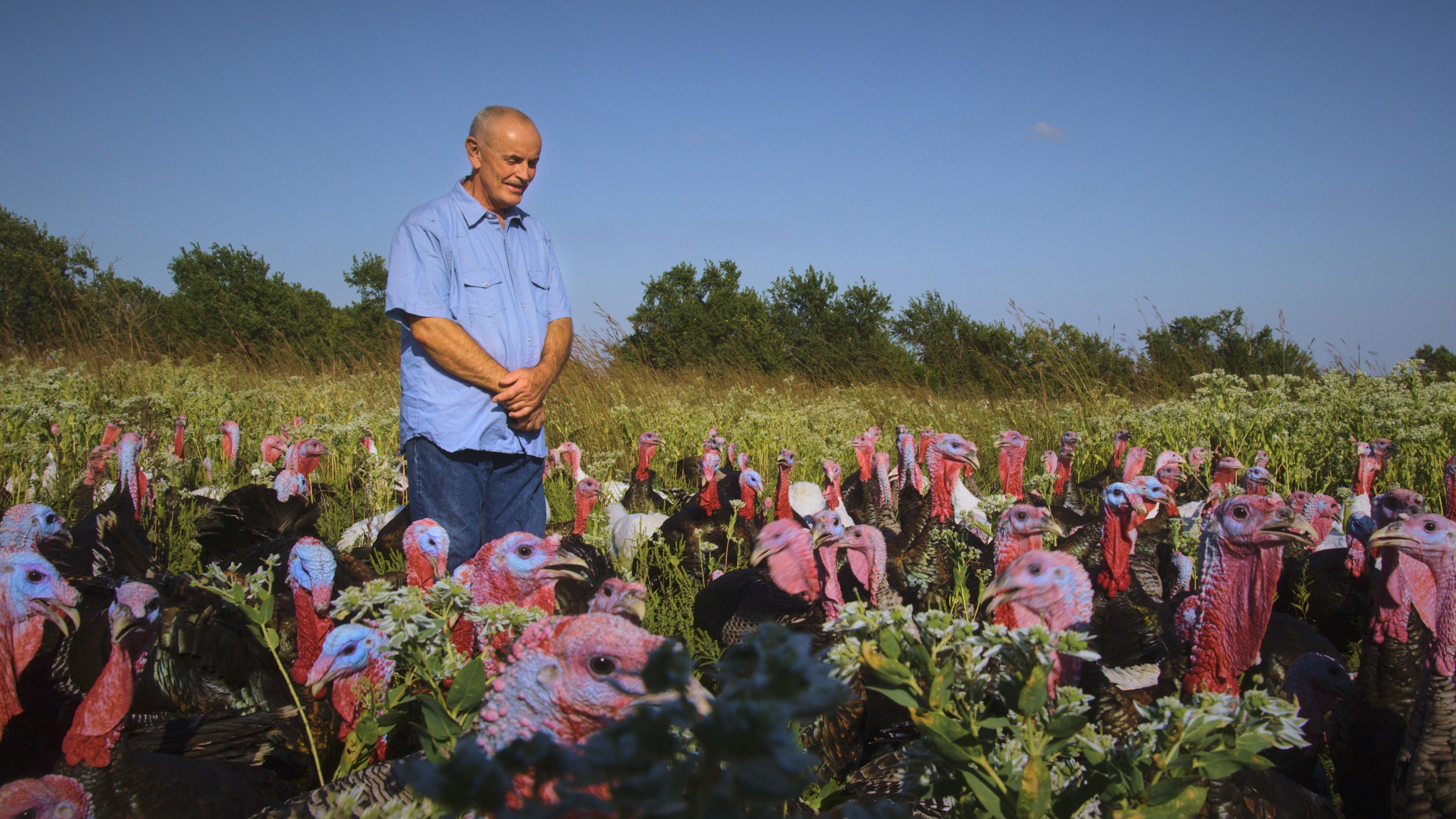 Backdrop for Eating Animals
