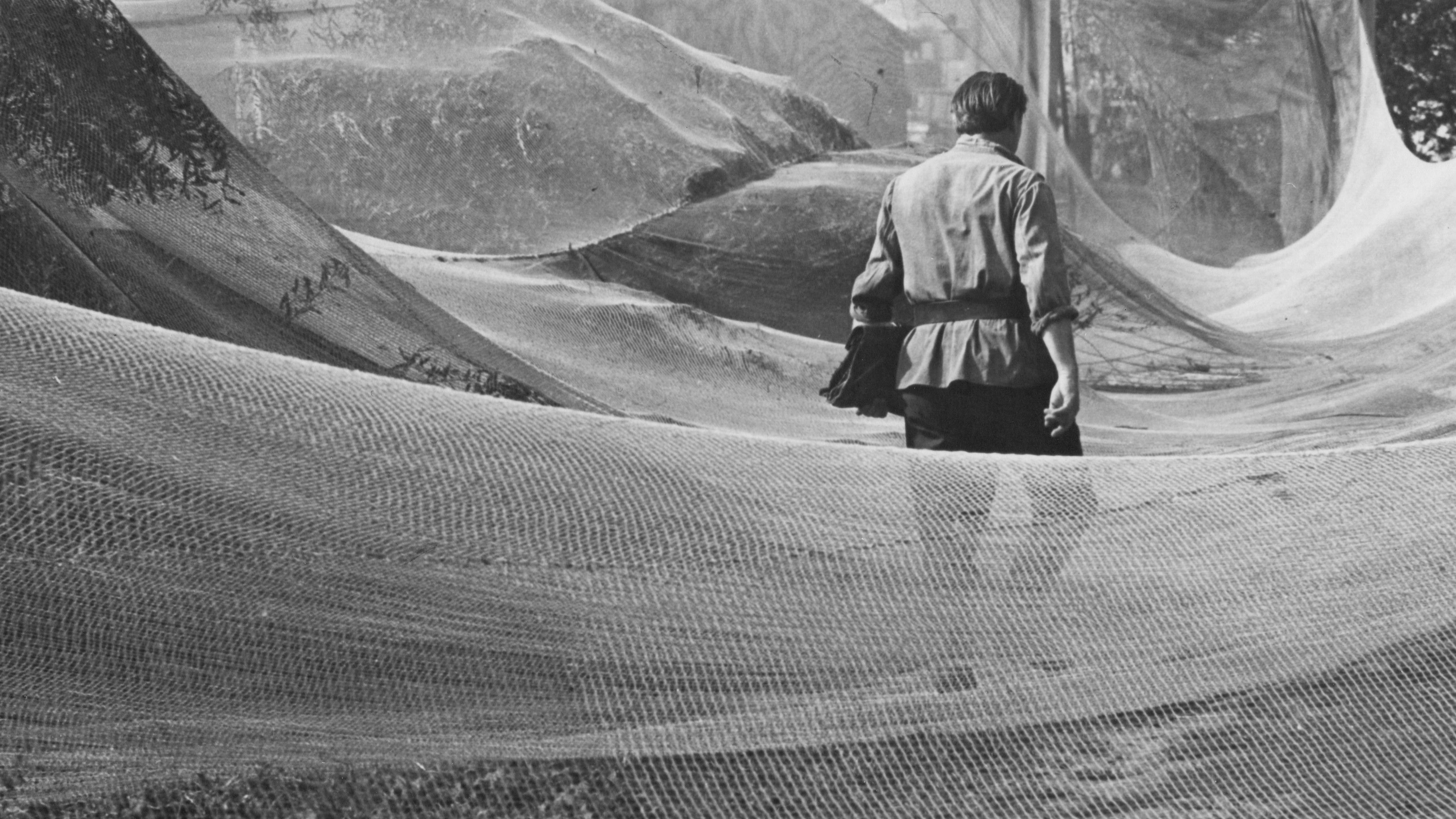 Backdrop for June, the Beginning of Summer