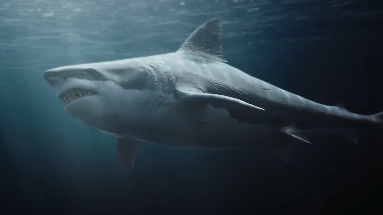 Backdrop for Killer Shark