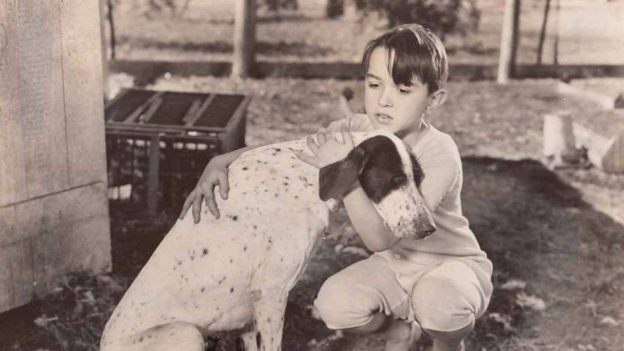 Backdrop for The Biscuit Eater